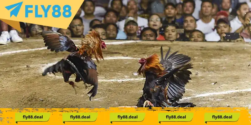 Lý giải cho việc Đá Gà Thomo thu hút được lượng lớn người quan tâm tới